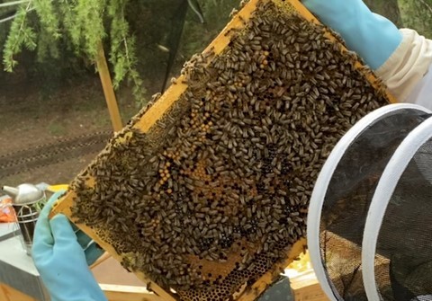abeilles